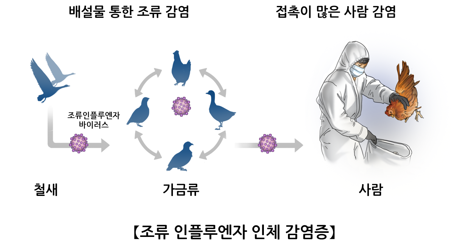 조류 인플루엔자 인체감염증